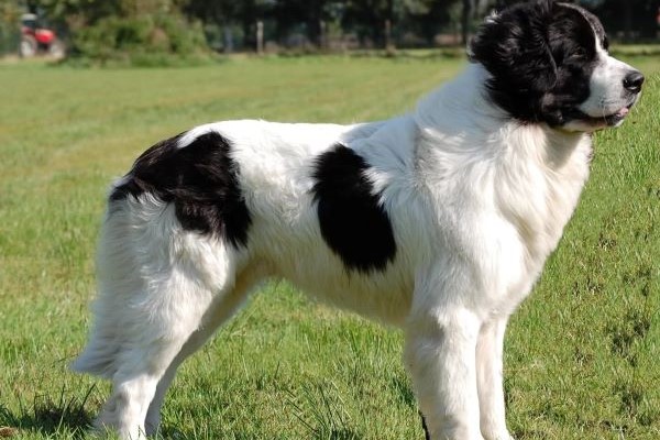 Landseer-pes-panakei